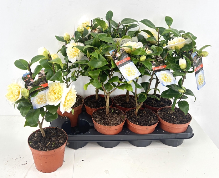 <h4>CAME JAPONICA</h4>