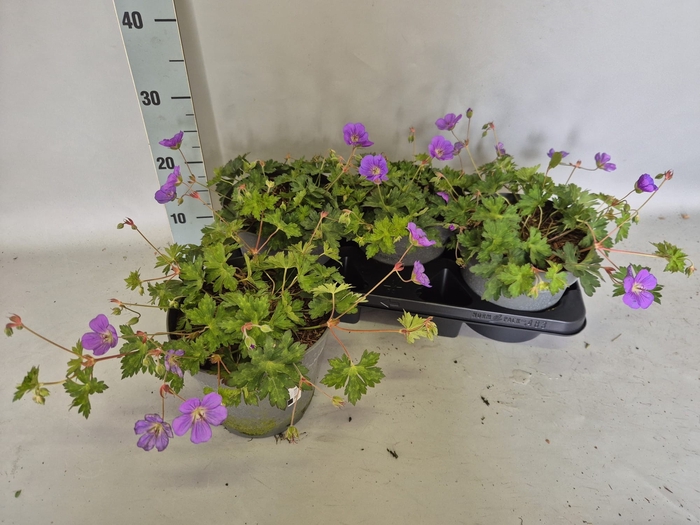 <h4>GERAN BLOOM ME AWAY</h4>