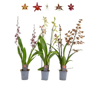 Inca Orchid mix 3+ spike XL 9cm