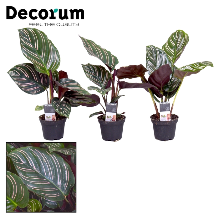 <h4>Calathea Ornata 7 cm (Decorum)</h4>