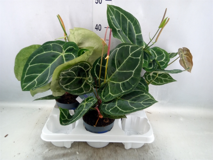 <h4>Anthurium crys. 'Karma Crystal Flu'</h4>