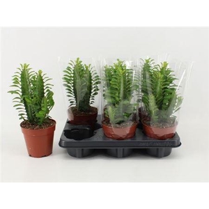 Euphor Trigona