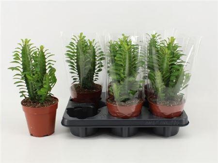 <h4>Euphor Trigona</h4>