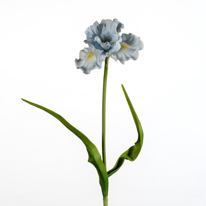 <h4>AF Iris L72cm l.blue</h4>