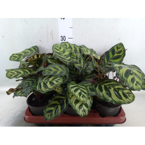 Calathea   ...