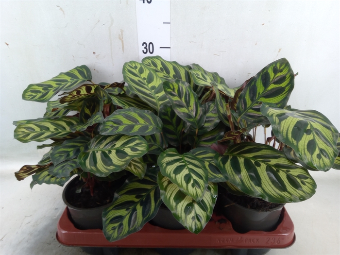 <h4>Calathea   ...</h4>