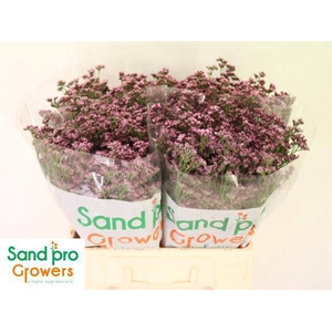 LIM SIN SILVERY PINK