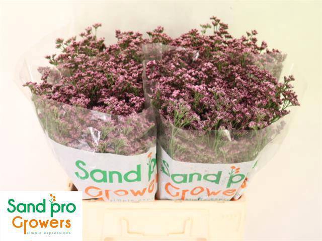 <h4>LIM SIN SILVERY PINK</h4>