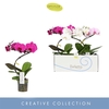 Phalaenopsis gemengd 3 kleuren