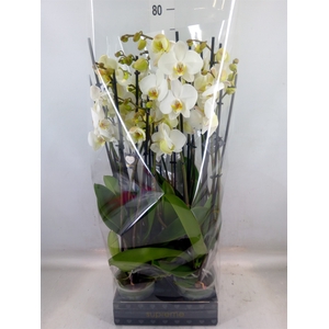 Phalaenopsis   ...white