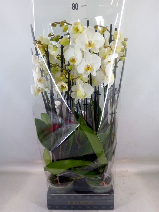 <h4>Phalaenopsis   ...white</h4>