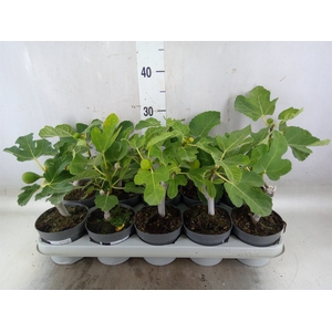 Ficus carica