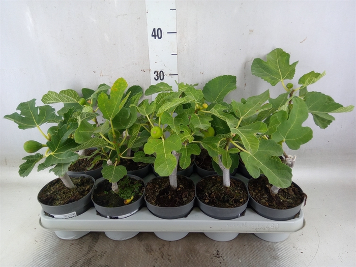 <h4>Ficus carica</h4>