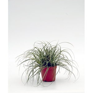 Carex Snowline p12