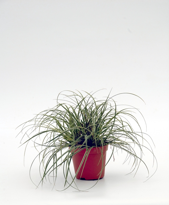 <h4>Carex Snowline p12</h4>