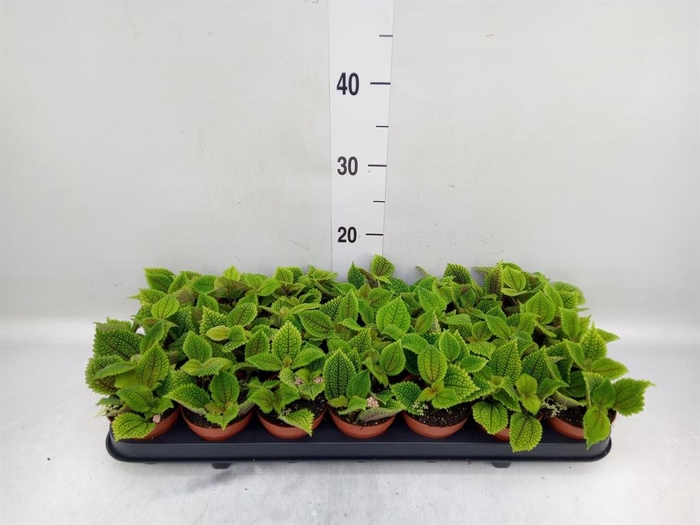 <h4>Pilea mollis 'Moon Valley'</h4>