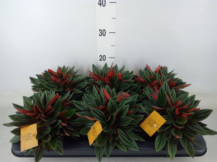 <h4>Peperomia caperata 'Rosso'</h4>