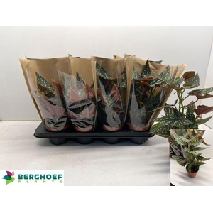 BEG MA SPOTL GREEN P12