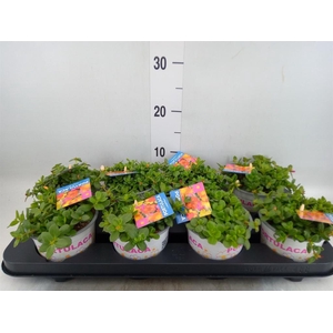 Portulaca   ...mix in pot
