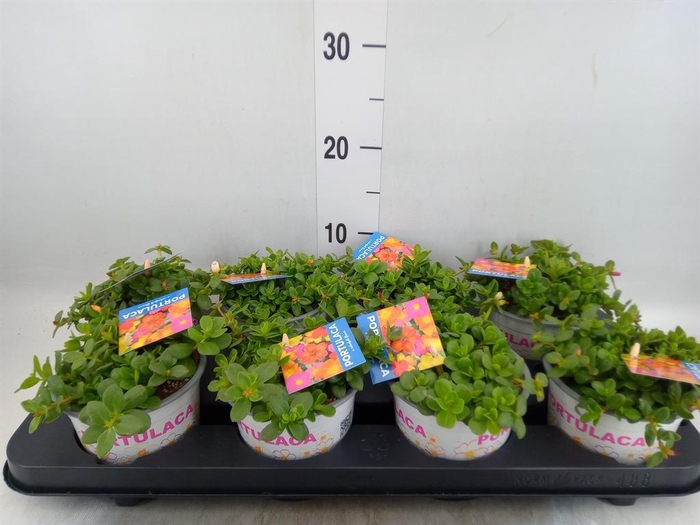 <h4>Portulaca   ...mix in pot</h4>
