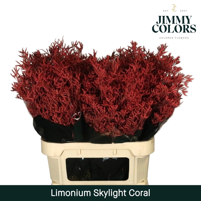 <h4>Limonium Skylight L80 Coral</h4>