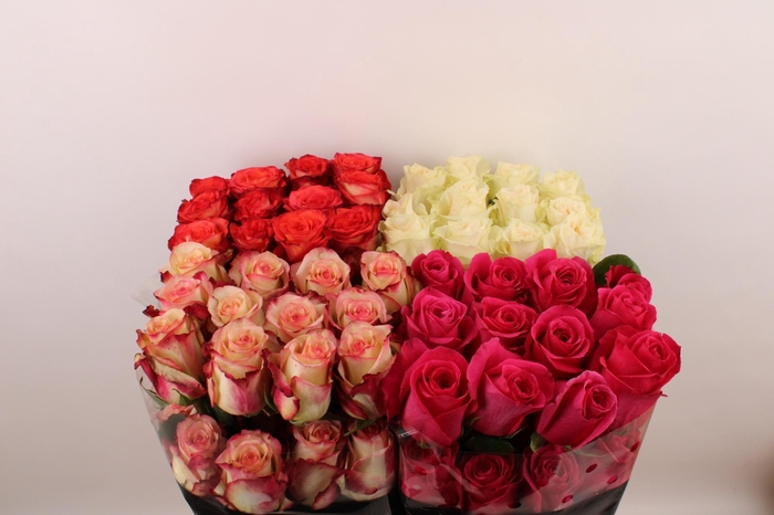 <h4>R Gr Gem In Fust</h4>