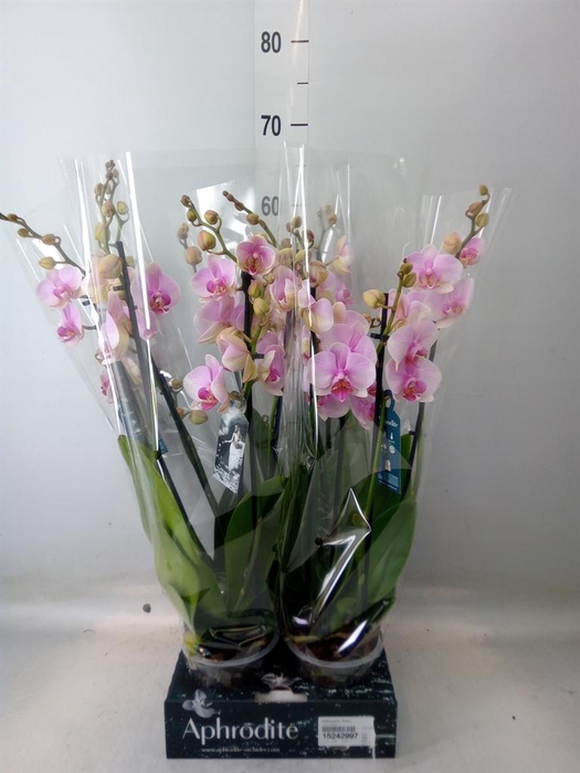 Phalaenopsis  'FC Eve'