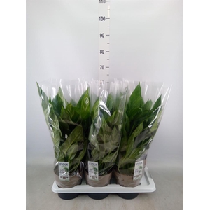 Spathiphyllum  'Diamond'