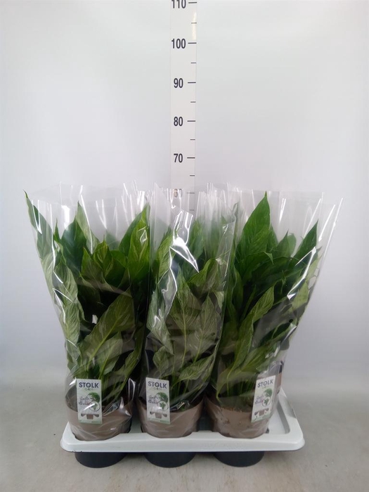 <h4>Spathiphyllum  'Diamond'</h4>