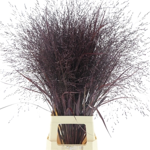 Siergras Squaw Klb Aubergine