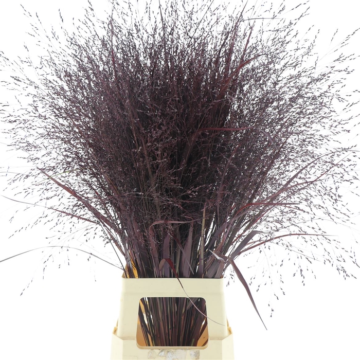 <h4>Siergras Squaw Klb Aubergine</h4>
