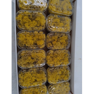 Moss Icelandic Yellow Box