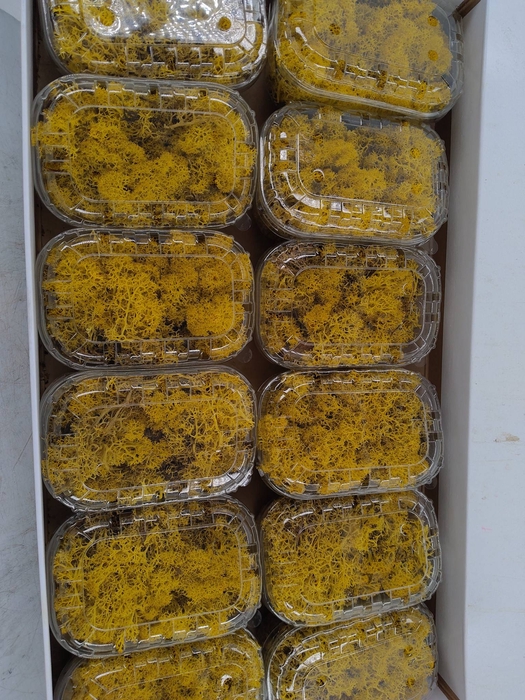 <h4>Moss Icelandic Yellow Box</h4>