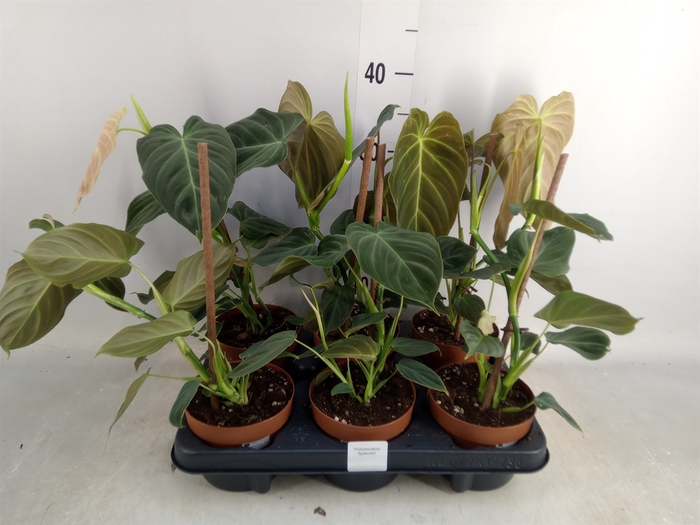 <h4>Philodendron melanochrysum</h4>