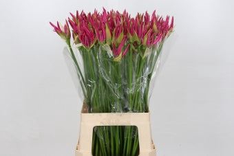 <h4>Nerine bowdenii 'Favourite'</h4>