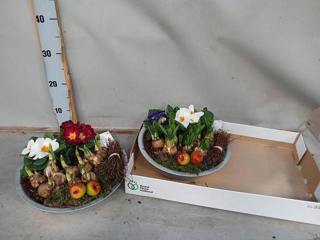 <h4>ARR BOL KNOLGEWAS</h4>