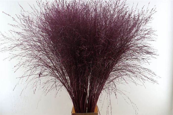 <h4>Siergras Panicum Thundercld Kbh Metallic Pink Stem</h4>