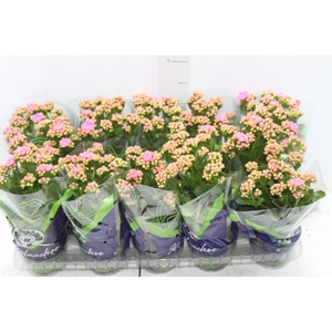 KALANCHOE DOBRADO P11 ROSA