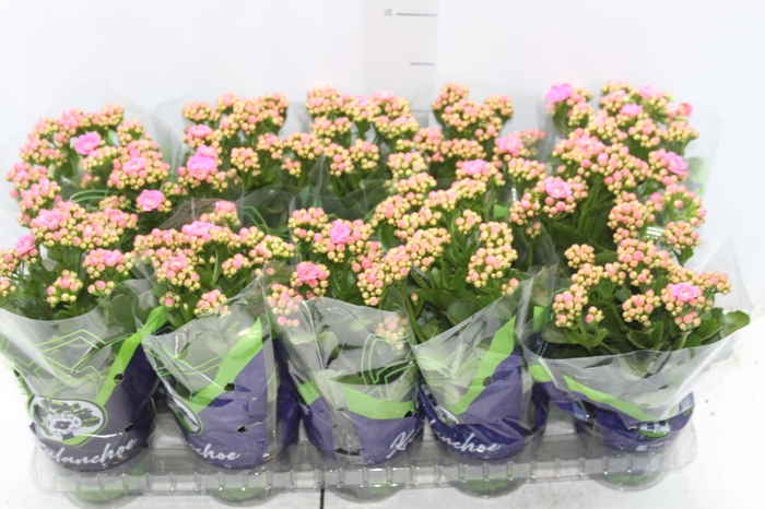 <h4>KALANCHOE DOBRADO P11 ROSA</h4>