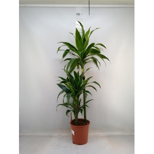 Dracaena fr de 'Art'
