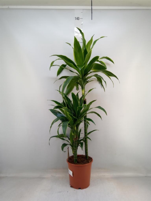 <h4>Dracaena fr de 'Art'</h4>