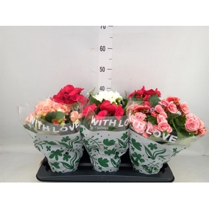 Begonia elat. DU   ...mix