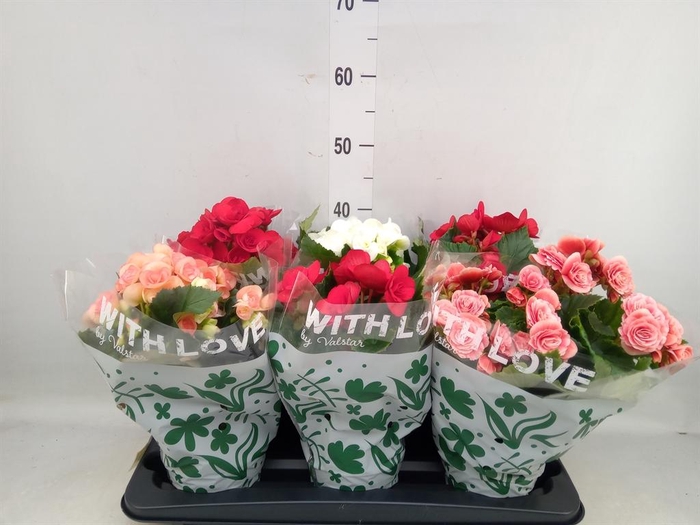 <h4>Begonia elat. DU ...mix</h4>