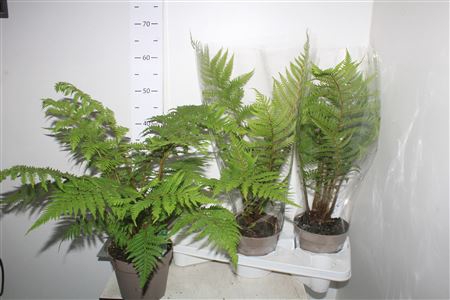 <h4>Cyathea Australis</h4>