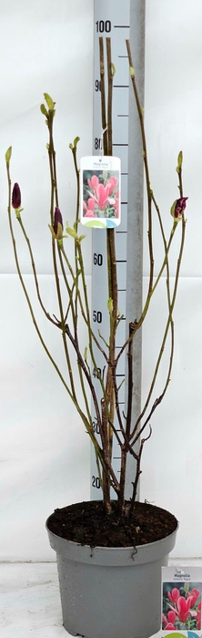 <h4>MAGN LIL NIGRA</h4>