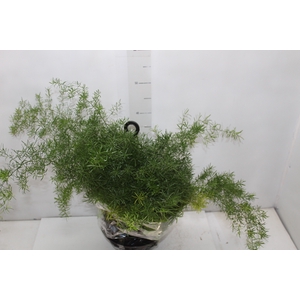 ASPARGO ALFINETE C21