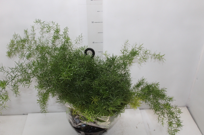 <h4>ASPARGO ALFINETE C21</h4>