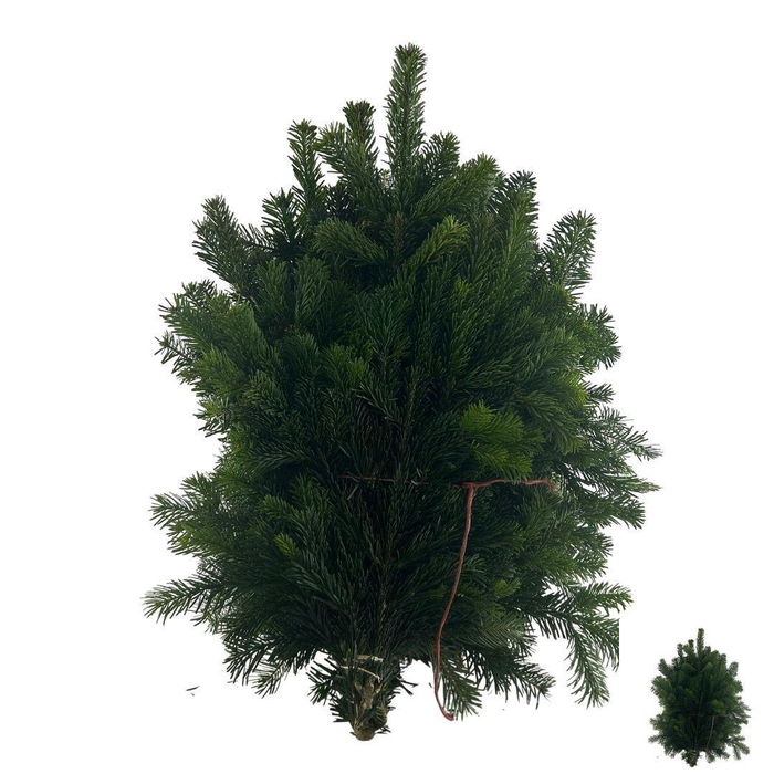 <h4>ABIES NORDMAN KILO</h4>