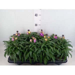Erysimum  'Leya White'
