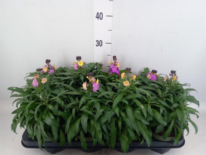 <h4>Erysimum  'Leya White'</h4>